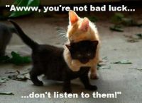 Good luck kitty