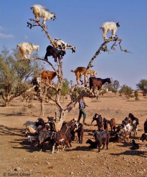Yep, those are goats in that tree!