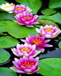 Lily pad
