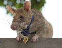 Award-winning Hero Rat