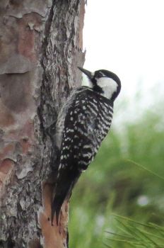 Red-cockaded Woodpecker--Babcock Ranch, SW Florida