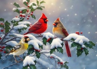 Cardinals Waiting for Spring
