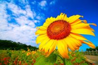 Sun Flower-4