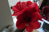 The four flowers of the second stem of my Amaryllis are open!!