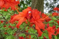 Orange Azaleas