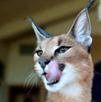 Caracal cats of India & Africa