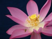 Lotus flower with bees
