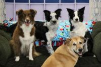 My Pack