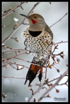 Northern Flicker in Winter Time