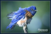 Western Bluebird fluffs it's feathers