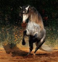 Andalusian Dancer