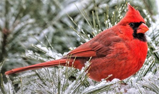 Solve North Carolina state bird jigsaw puzzle online with