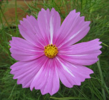 Cosmos or Cosmea close up