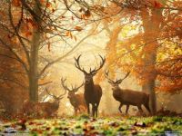 theme: fall deer