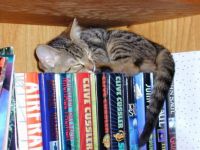 Books you can read them or sleep with them