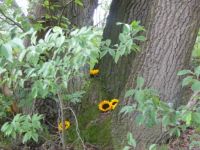 Walk on the heath. Under some big trees we saw that somebody had lain Sunflowers. As a remembrance of something??