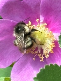 Bee in the Peony