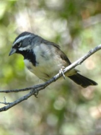 Black-throated Sparrow, desert bird