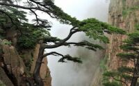 Trees of the Cliffs