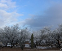 Snow in the Sonora