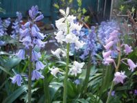 Pink blue and white bells