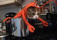 pot cat