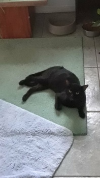 Meet Wobbles, the neighborhood "feral" cat who seems to have moved in.