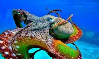 Brilliant Octopus