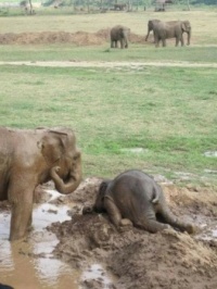 The Tantrum of a Visibly Cranky Baby Elephant....and our A/C just died!!!  :o(