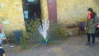 Proud peacock