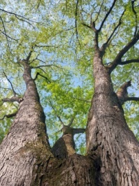 Ancient Tree