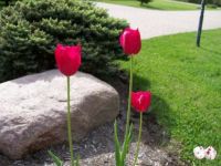 Tulips in the Spring