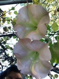 Angel's trumpet #1