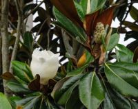 Emerging Magnolia