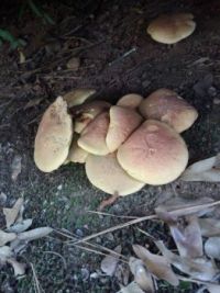 pancake mushrooms??