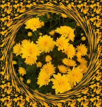 Žluté chryzantémy ...  Yellow chrysanthemums ...