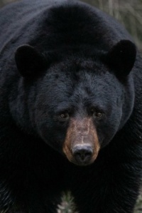 Black Bear in Cades Cove