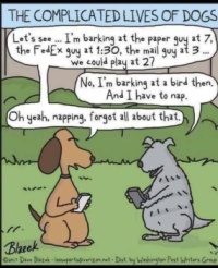 Lives of dogs :-)