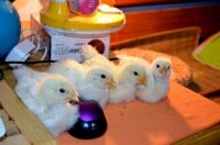 Chicks with Mouse