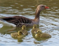 greylag goose family (grauwe ganzen)