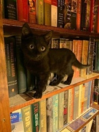 kitten librarian