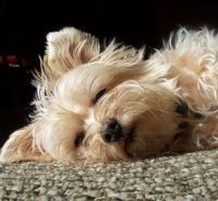 Maggie's pooped!