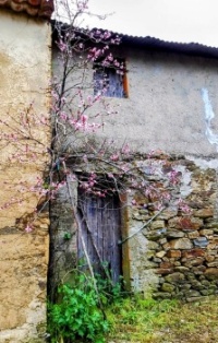 A touch of pink