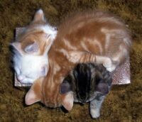 HOW MANY KITTIES CAN U FIT IN A TISSUE BOX?...