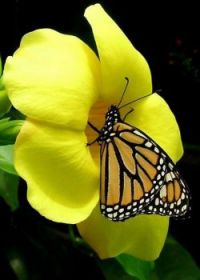 Beautiful Butterfly on a beautiful flower