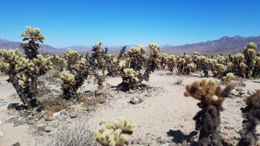 Joshua Tree National Park