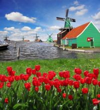 Windmills and Tulips