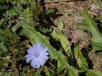 Blue Chickory, Pink Smartweed, Dandelion Leaf