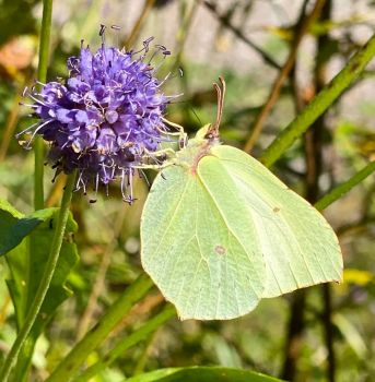 Another common brimstone butterfly