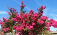Crepe Myrtle With A Blue Sky Background 